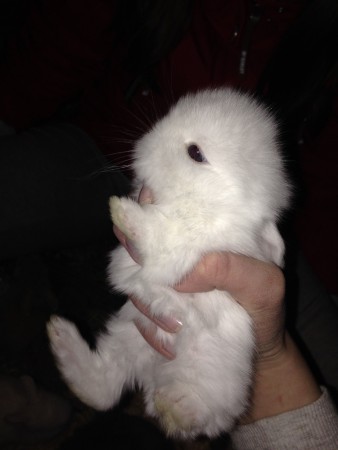 vit blåögd tjej! 19 dagar